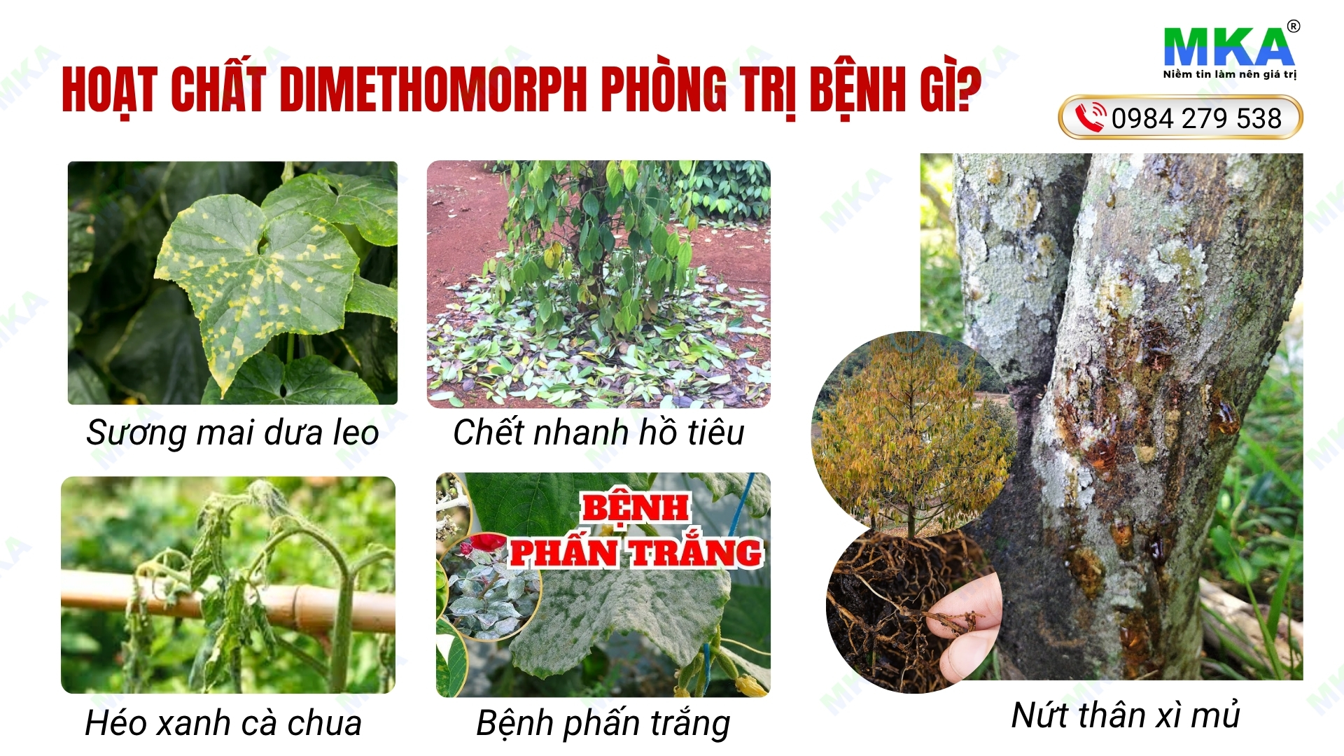 Hoạt chất Dimethomorph chuyên trị nấm phytophthora
